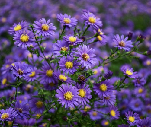 aster-krzaczasty-aster-dumosus-dunkle-schone-zielonapara-sadzonka-duza-zdrowa-fioletowe-kwiaty