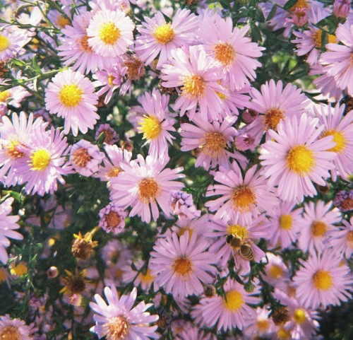 aster-nowobelgijski-aster-novi-belgii-happy-end-zielonapara-sadzonka-duza-zdrowa-rozowe-kwiaty