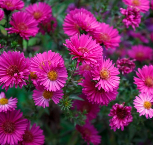 aster-krzaczasty-aster-dumosus-starlight-zielonapara-sadzonka-duza-zdrowa-rozowe-kwiaty