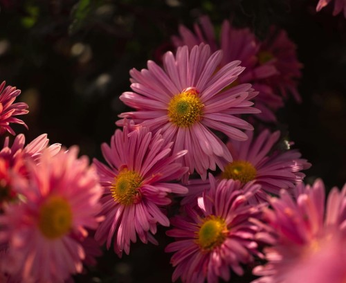 aster-nowobelgijski-aster-novi-belgii-bewunderung-zielonapara-sadzonka-duza-zdrowa-rozowe-kwiaty