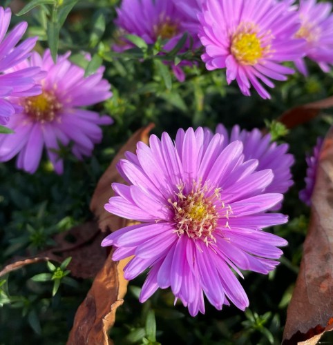 Aster nowobelgijski Fuldatal