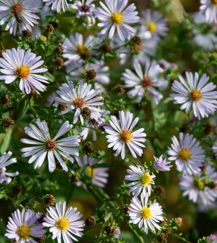 aster-nowobelgijski-aster-novi-belgii-schneeberg-zielonapara-sadzonka-duza-zdrowa-biale-kwiaty