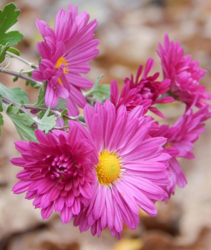 aster-aster-dumosus-island-bahamas-zielonapara-sadzonka-duza-zdrowa-rozowe-kwiaty