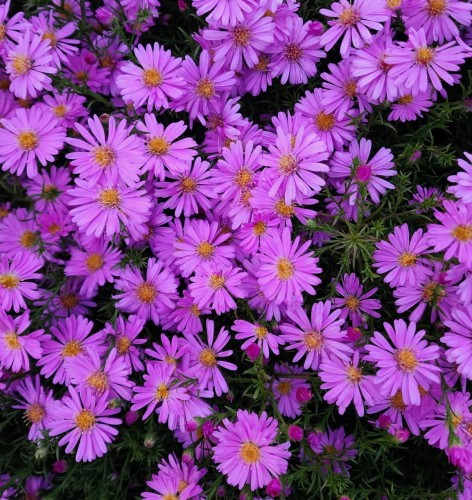 aster-aster-dumosus-island-tonga-zielonapara-sadzonka-duza-zdrowa-fioletowe-kwiaty