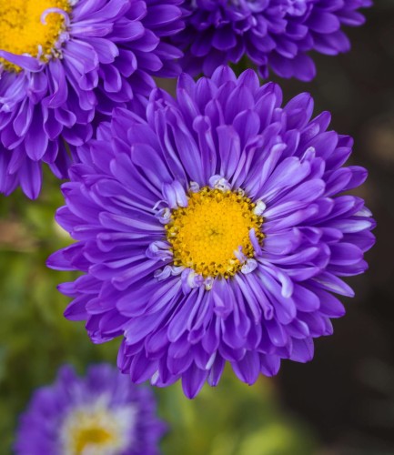 aster-nowobelgijski-aster-novi-belgii-marie-ballard-zielonapara-sadzonka-duza-zdrowa-niebieskie-kwiaty