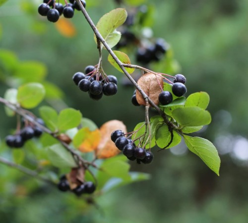 Aronia czarnoowocowa Hugin