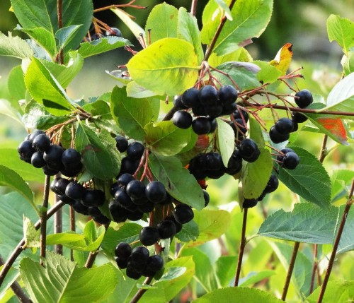 Aronia śliwolistna Nero