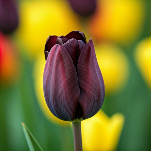 Tulipan pełny Black Hero