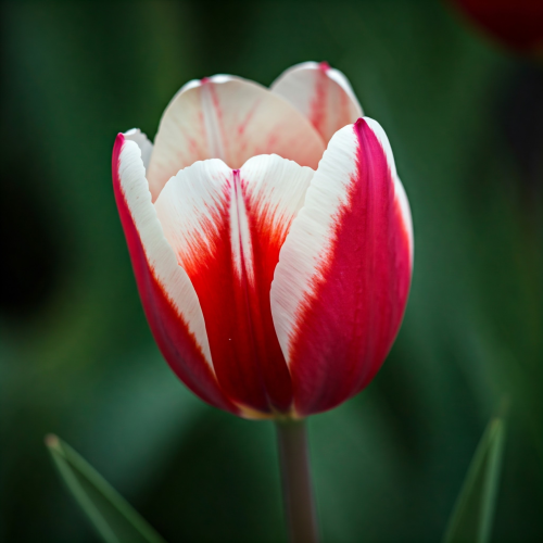 Tulipan Kaufmanna Heart's Delight
