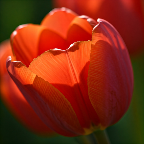 Tulipan Greiga Red Riding Hood