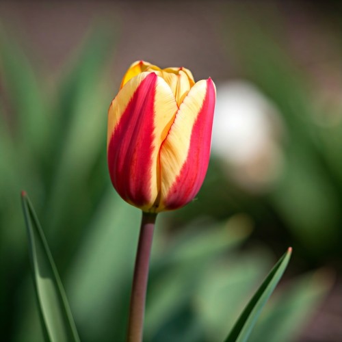 Tulipan kaufmanna Gluck 