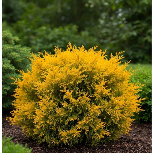 tuja-zachodnia-thuja-occidentalis-globosa-gold-zielonapara-sadzonka-duza-zdrowa-kulisty-pokroj-zlociste-iglaki