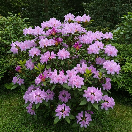 różanecznik-Rhododendron-zielonapara-zielona-para-sadzonka-0665.jpg