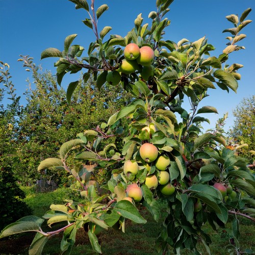jablon-delegrina-malus-delegrina-sadzonka-zielona-para