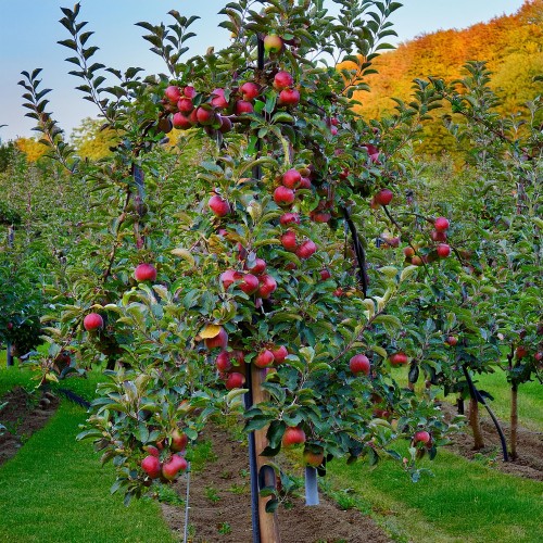 jablon-kolumnowa-maypole-malus-maypole-sadzonka-zielona-para
