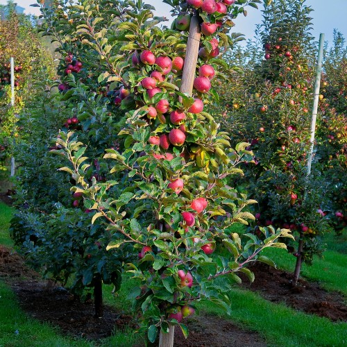 jablon-kolumnowa-maypole-malus-maypole-sadzonka-zielona-para