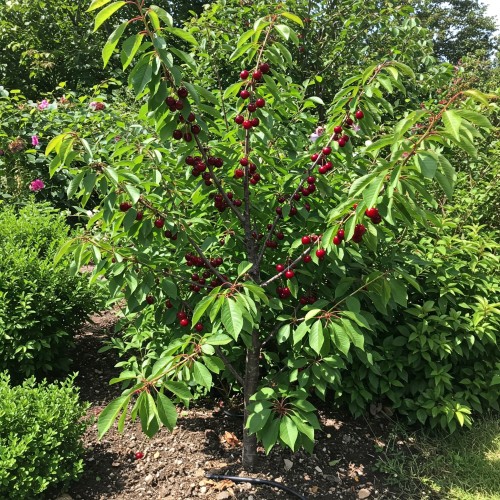 czresnia-karłowa-garden-bing-prunus-avium-garden-bing-sadzonka-zielona-para