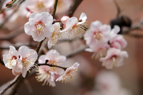 sliwa-japonska-ozdobna-zielona-para-sadzonka-zdrowa-duza