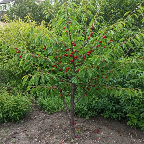wisnia-karłowa-piemont-prunus-cerasus-piemont-sadzonka-zielona-para