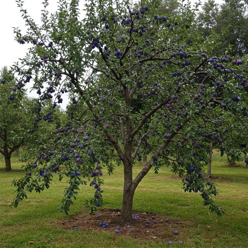 sliwa-imperial-prunus-domestica-imperial-sadzonka-zielona-para