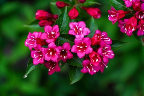 Krzewuszka cudowna Victoria