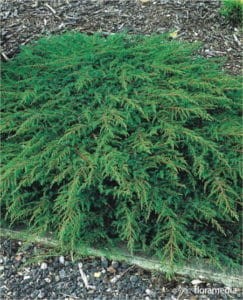 Jałowiec communis Greenmantle
