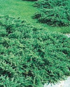 jałowiec-pospolity-Greenmantle-juniperus-communis-Greenmantle-zielona-para-sadzonka-1-243x300 (1).jpg