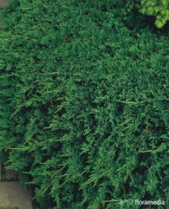 jałowiec-pospolity-Greenmantle-juniperus-communis-Greenmantle-zielona-para-sadzonka-1-243x300.jpg
