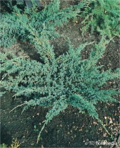 jalowiec-wirginijski-Tripatita-juniperus-virigniana-Tripatita-sadzonka-1-243x300.jpg