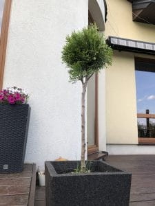 tuja-żywotnik-Golden-Smaragd-thuja-occidentalis-Golden-Smaragd-formowany-sadzonka-225x300.jpeg