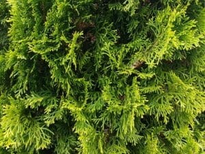 tuja-żywotnik-Golden-Smaragd-thuja-occidentalis-Golden-Smaragd-formowany-sadzonka-340-300x225.jpg