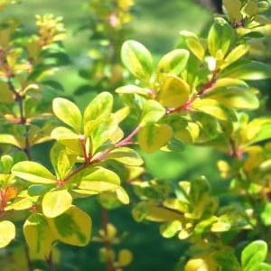 berberys-thunberga-Diabolicum-berberis-thunbergii-'Diabolicum'-sadzonka-300x300.jpg