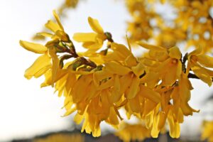 forsycja-pośrednia-Tharandt-forsythia-Tharandt-sadzonka300x200.jpg