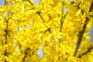 forsycja-pośrednia-Tharandt-forsythia-Tharandt-sadzonka-300x200.jpg