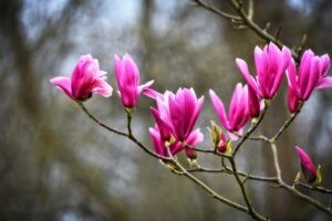 magnolia-purpurowa-Nigra-magnolia-liliiflora-Nigra-sadzonka-300x200.jpg
