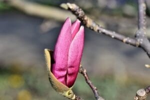 magnolia-purpurowa-Nigra-magnolia-liliiflora-Nigra-sadzonka-300x200.jpg