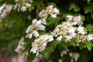 kalina-koralowa-Nanum-viburnum-opulus-Nanum-sadzonka-300x200.jpg