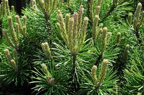 sosna-kosodrzewina-pinus-mugo-mughus-zielonapara-sadzonka-duza-zdrowa-niska-krzewiasta-forma