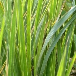 spartyna-grzebieniasta-aureovariegata-spartina-pectinata-pstre-liscie-wysoka-trawa-ozdobna-sadzonka-sadzonki-zielona-para-zielonapara