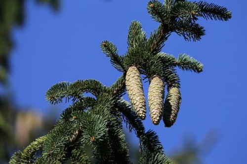 Świerk Virgata - szczepiony