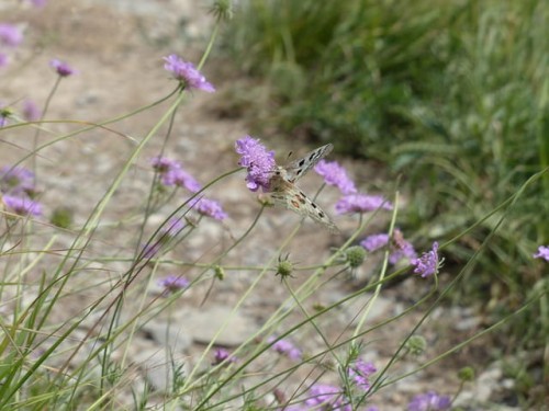 świerzbnica-macedońska-Melton-Pastels-sadzonka-zielona-para-640.jpg