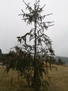 świerk-wężowy-virgata-sadzonka-zielona-para.jpeg