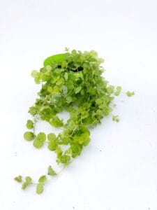 tojeść-rozesłana-lysimachia-nummularia-sadzonka-zielona-para