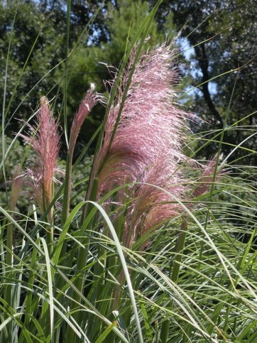 trawa-pampasowa-Cortaderia-selloana-zielonapara-zielona-para-sadzonka-0370.jpg