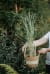 trawa-pampasowa-Cortaderia-selloana-zielonapara-zielona-para-sadzonka-0370.jpg
