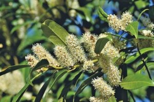 laurowisnia-wschodnia-otto-luyken-prunus-laurocerasus-otto-luyken-sadzonka-zielona-para