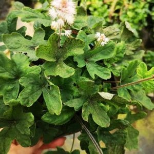 tiarella-iron-butterfly-tiarella-cordifolia-koronkowe-liscie-delikatne-kwiaty-bylina-cien-sadzonka-sadzonki-zielona-para-zielonapara