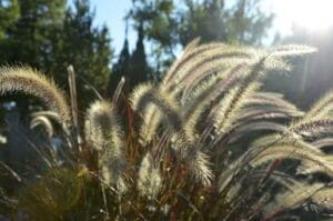 rozplenica-japonska-pennisetum-alopecuroides-zielonapara-sadzonka-duza-zdrowa-jasne-kwiatostany.jpg