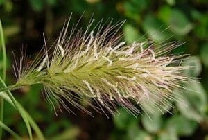 rozplenica-japonska-pennisetum-alopecuroides-zielonapara-sadzonka-duza-zdrowa-jasne-kwiatostany.jpg