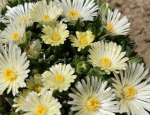 slonecznica-sundella-lime-sanvitalia-procumbens-zoltozielone-kwiaty-roslina-okrywowa-balkonowa-sadzonka-sadzonki-zielona-para-zielonapara